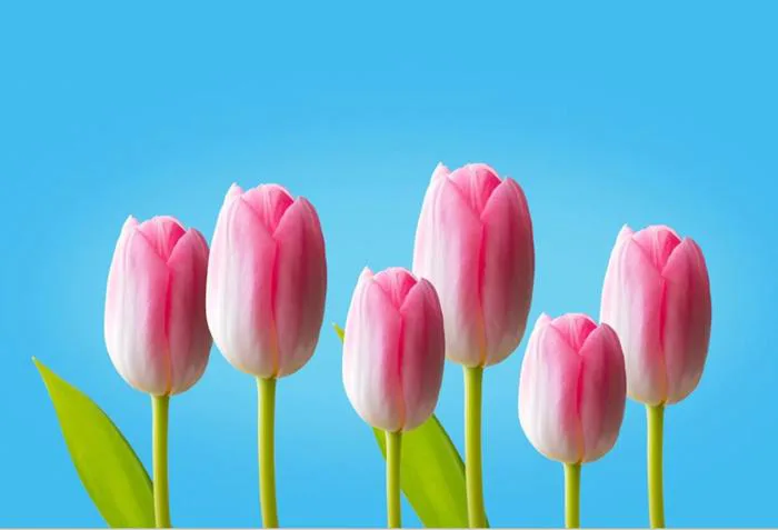 Lưu ngay 100+ hình nền máy tính hoa Tulip đẹp xuất sắc, giúp bạn tô điểm  không gian số của mình
