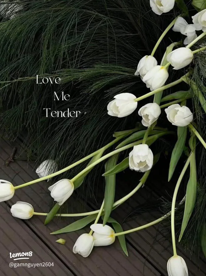 Hình nền hoa tulip trắng đẹp cho điện thoại & iPad | Love Me Tender