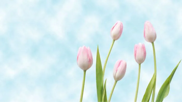 1001+ Hình nền hoa Tulip đẹp nhất, chất lượng full HD, 4K sắc nét