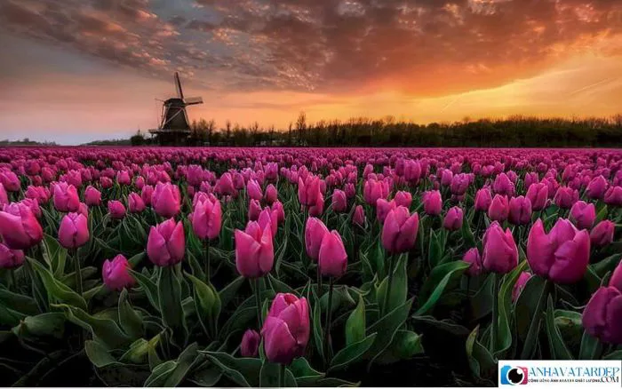 Tải 41+ hình nền hoa Tulip chill đẹp chất lượng 4K miễn phí
