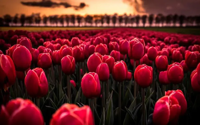 Tổng Hợp Hình Nền Hoa Tulip đẹp Nhất Năm 2025