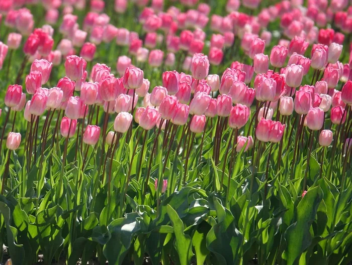 Lưu ngay 100+ hình nền máy tính hoa Tulip đẹp xuất sắc, giúp bạn tô điểm  không gian số của mình