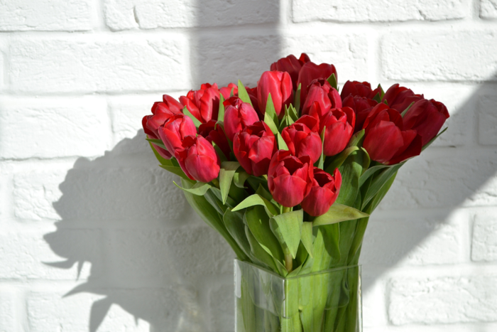 Hình nền hoa tulip nhiều màu, cực đẹp cho điện thoại và máy tính