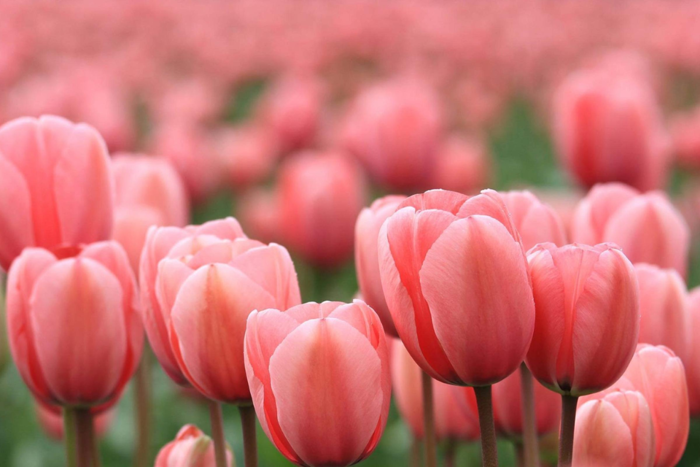 Hình nền hoa tulip nhiều màu, cực đẹp cho điện thoại và máy tính