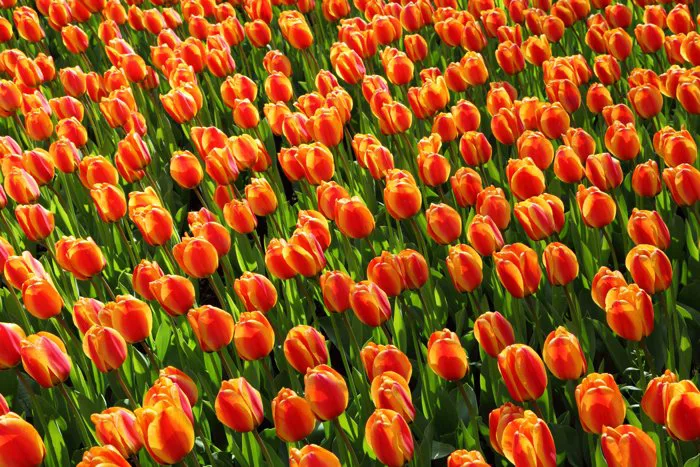 hình ảnh : thực vật, Cánh hoa, Tulip, trái cam, Đỏ, Holland, nước Hà Lan,  lý lịch, Bóng đèn, hình nền, Hoa tulip, thực vật có hoa, Lily family, Nhà  máy đất