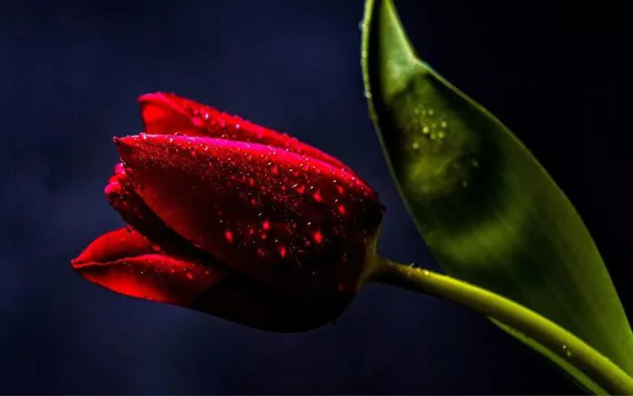 Tổng Hợp Hình Nền Hoa Tulip đẹp Nhất Năm 2025