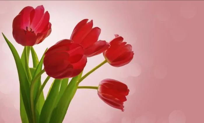 Lưu ngay 100+ hình nền máy tính hoa Tulip đẹp xuất sắc, giúp bạn tô điểm  không gian số của mình