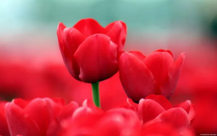 Bộ Hình Nền Hoa Tulip Cho Điện Thoại Đẹp Mê Lòng Người