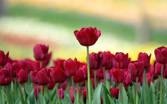 Hình nền hoa Tulip đẹp mê hồn