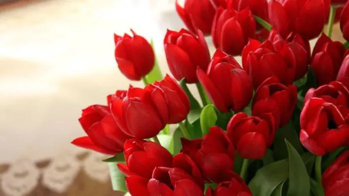 Hình nền hoa tulip: Tổng hợp các mẫu hình đẹp và nên thơ nhất