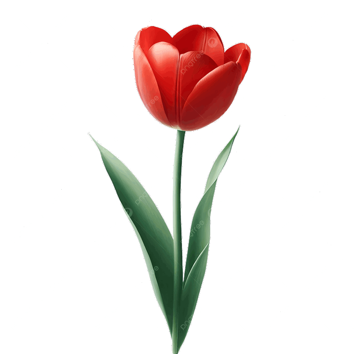 Hình ảnh Hoa Tulip đỏ đơn Trên Nền Trong Suốt PNG , Hoa Tulip đỏ đơn, Hoa, Hoa  Tulip PNG trong suốt và Vector để tải xuống miễn phí