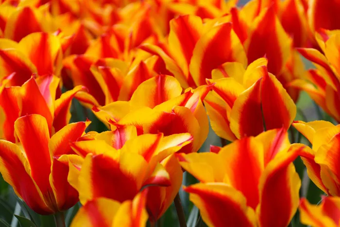 hình ảnh : thực vật, Cánh hoa, Tulip, màu xanh lá, Đỏ, màu vàng, Hệ thực  vật, Holland, nước Hà Lan, lý lịch, Bóng đèn, hình nền, Hoa tulip, Chụp  macro, thực