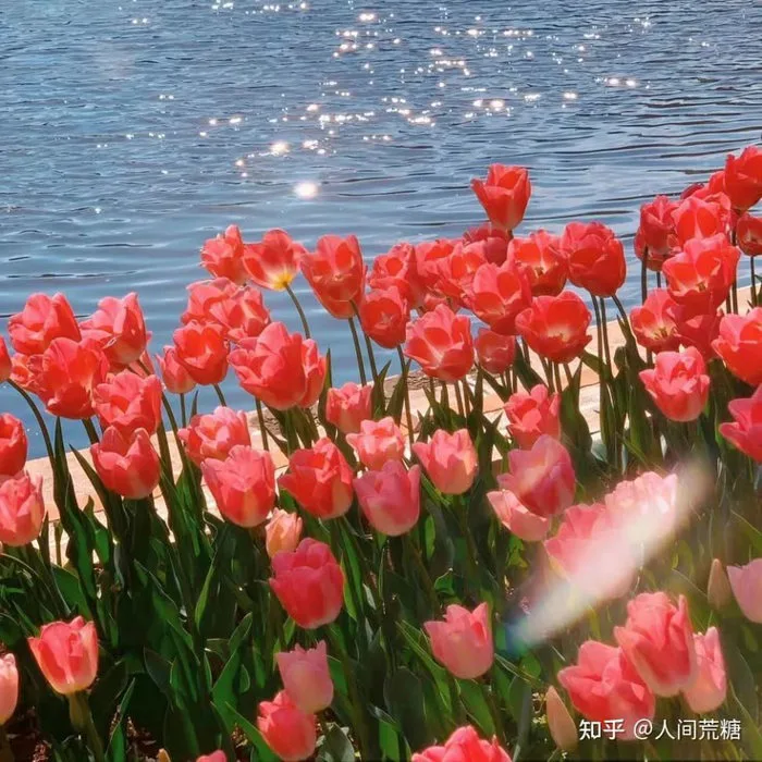 Ý nghĩa hoa tulip theo màu sắc số lượng cụ thể. hinh-nen-hoa-tulip -chill-pinterest-28-5948f46e