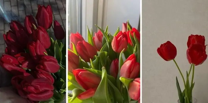 Bộ sưu tập hình nền hoa tulip full hd đẹp nhất mọi thời đại