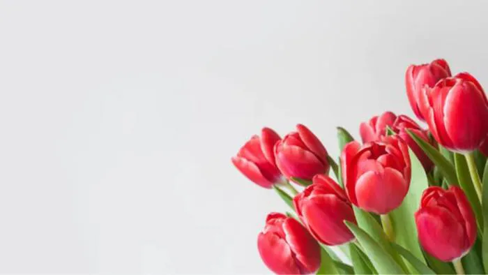 Hình nền hoa tulip: Tổng hợp các mẫu hình đẹp và nên thơ nhất