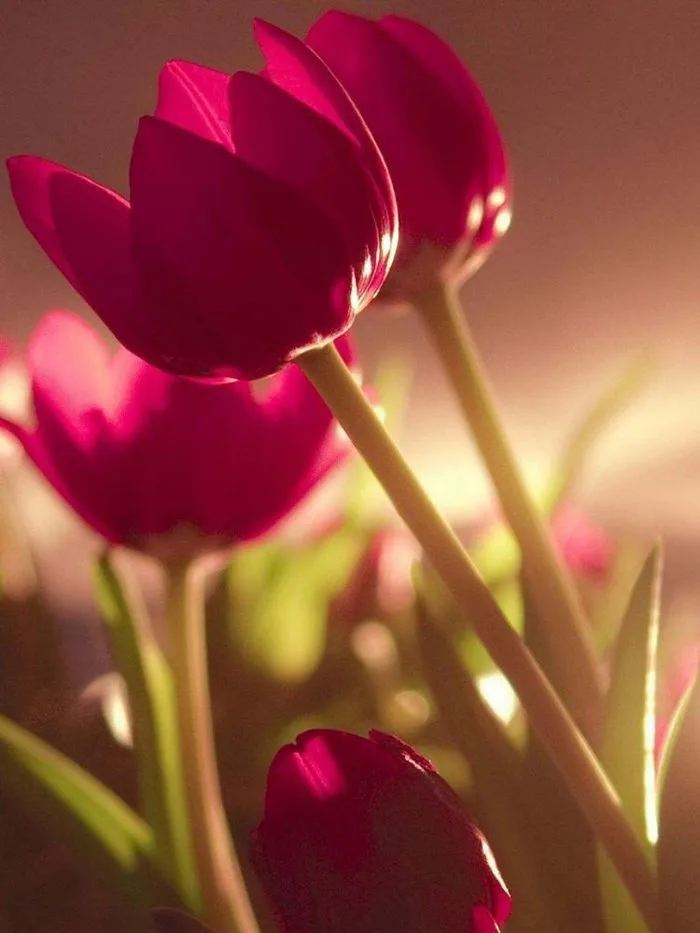 100+ hình nền hoa tulip Full HD 4K cực trang nhã thanh lịch | Yody
