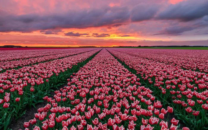 Tổng Hợp Hình Nền Hoa Tulip đẹp Nhất Năm 2025