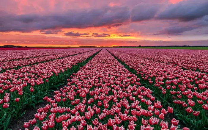 Tuyển chọn bộ sưu tập hình nền hoa tulip tím lãng mạn