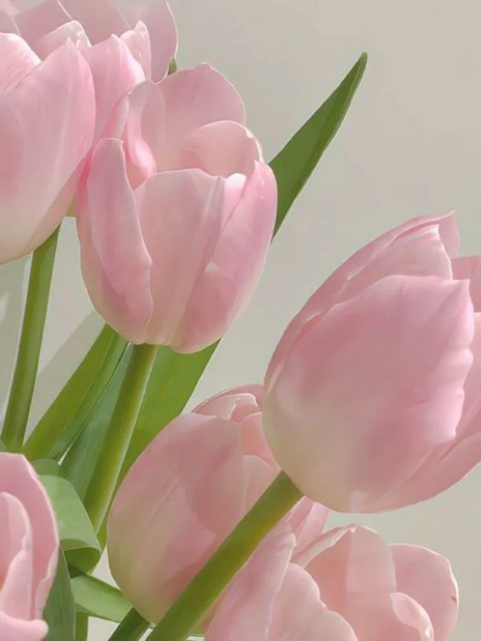 100+ hình nền hoa tulip Full HD 4K cực trang nhã thanh lịch | Yody