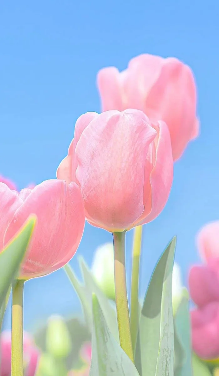 50+ hình nền hoa tulip cho điện thoại đẹp & ý nghĩa (Full-HD, 4K)