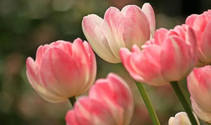 Hình nền hoa Tulip full HD, 4K tải cho điện thoại, PC