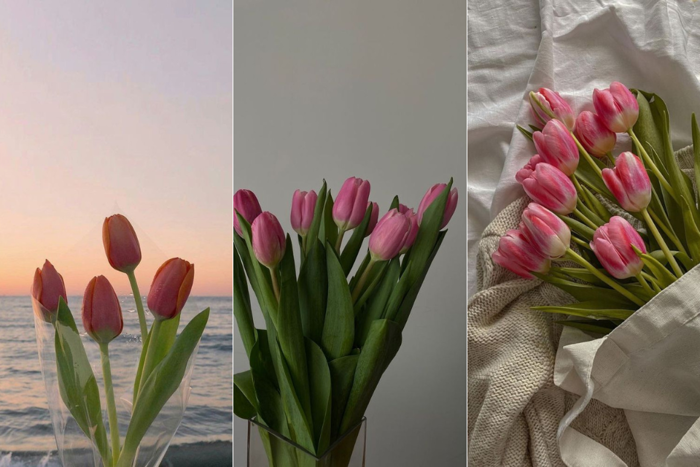 Hình nền hoa tulip nhiều màu, cực đẹp cho điện thoại và máy tính