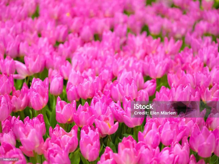 Cận Cảnh Nền Hoa Tulip Hồng Hoa Tươi Mùa Xuân Tại Áp Phích Hoa Ngang Hình  Nền Hoa Tulip Khái Niệm Hình ảnh Sẵn có - Tải xuống Hình ảnh Ngay bây