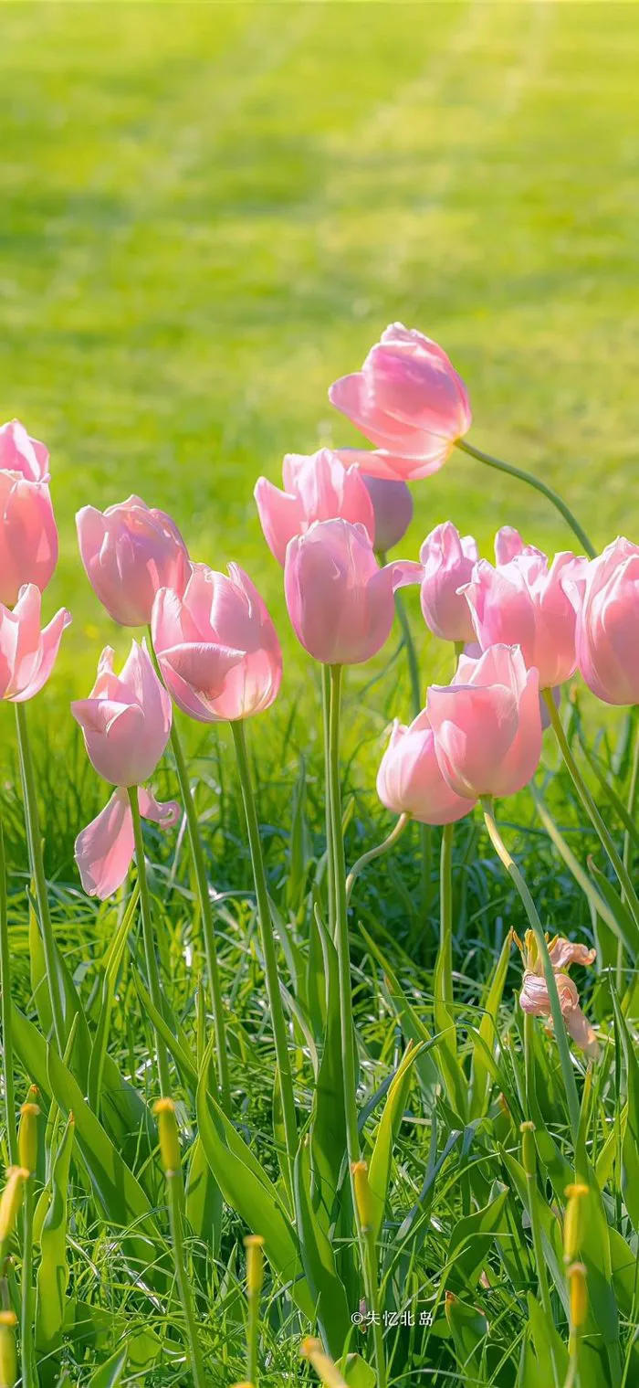 Hoa tulip | Hình nền hoa, Hình nền điện thoại