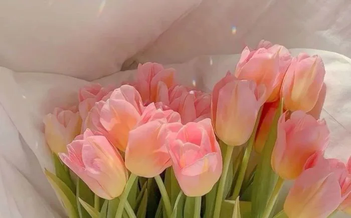2000+ Hình nền hoa Tulip đẹp nhất Full HD cho điện thoại, máy tính