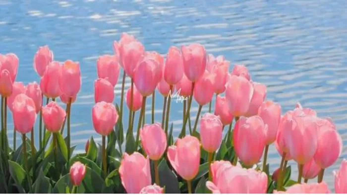 1001+ Hình nền hoa Tulip đẹp nhất, chất lượng full HD, 4K sắc nét