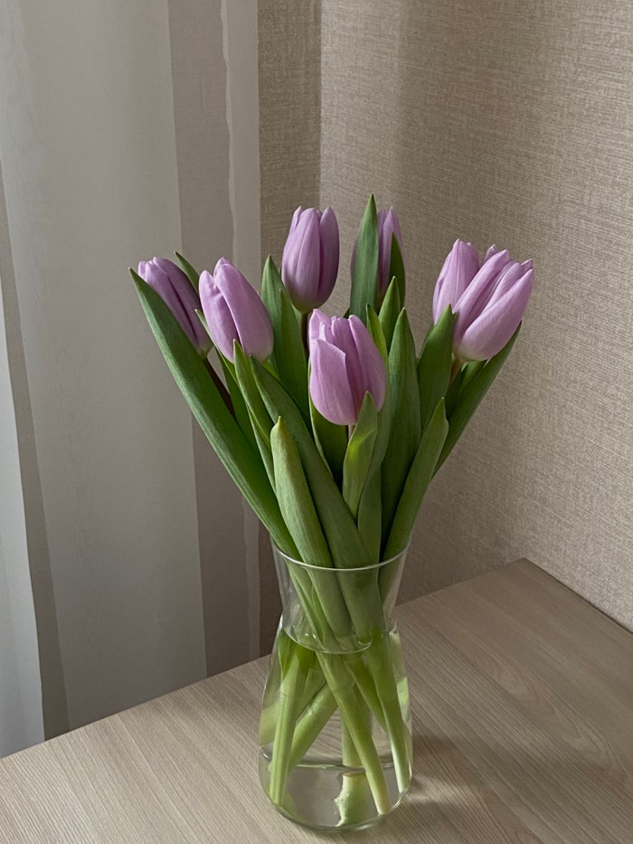 hinh-nen-hoa-tulip-tim-1