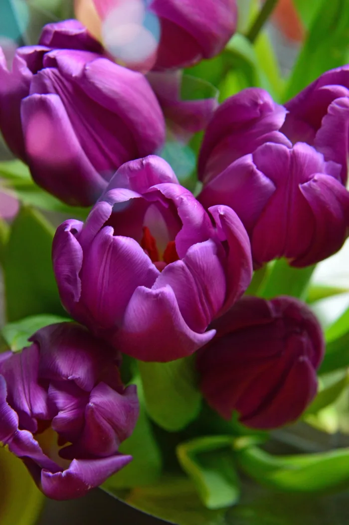 hình ảnh : Hoa tulip, màu tím, lý lịch, Bouquet, thiên nhiên, đen, Bó, màu  xanh lá, sắc đẹp, vẻ đẹp, Mùa xuân, bị cô lập, Đỏ, trắng, tự nhiên, Đầy màu