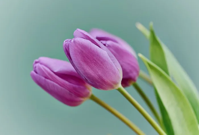 Hoa Tulip Tím - Ảnh miễn phí trên Pixabay