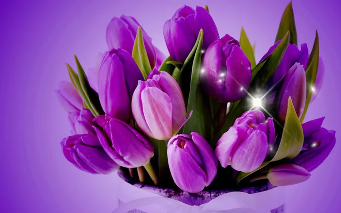 Hoa tulip tím Hình Nền - Tải xuống điện thoại di động của bạn từ PHONEKY