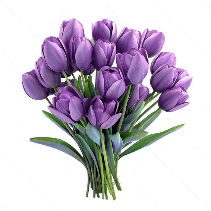 Hình ảnh Hoa Tulip Màu Tím 3d Trên Nền Trong Suốt PNG , Hoa Tulip Màu Tím  Trên Nền Trong Suốt, Hoa Tulip Tím, Màu Tím PNG trong suốt và Vector để