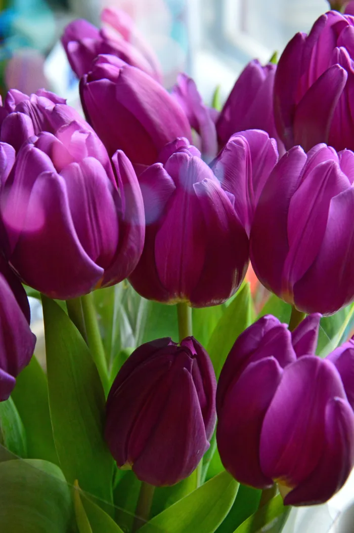 hình ảnh : Hoa tulip, màu tím, lý lịch, Bouquet, thiên nhiên, đen, Bó, màu  xanh lá, sắc đẹp, vẻ đẹp, Mùa xuân, bị cô lập, Đỏ, trắng, tự nhiên, Đầy màu