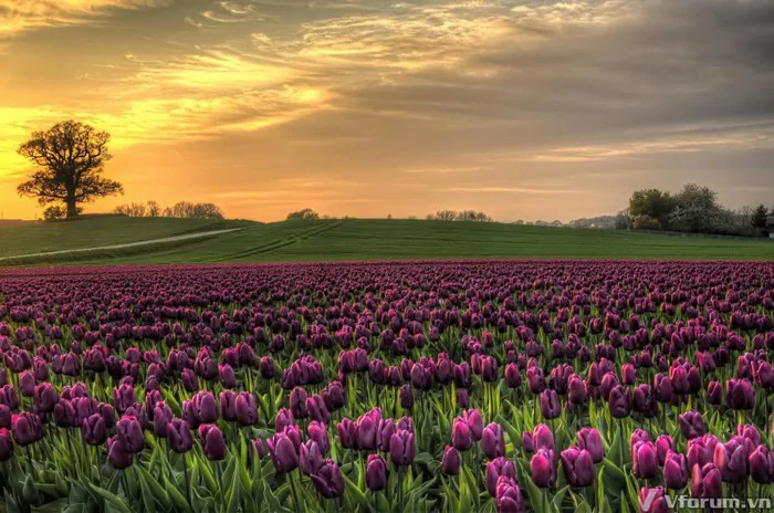 Ý Nghĩa Hoa Tulip Theo Màu Sắc Và Số Lượng