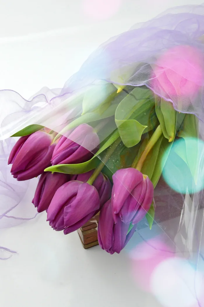 hình ảnh : Hoa tulip, màu tím, lý lịch, Bouquet, thiên nhiên, đen, Bó, màu  xanh lá, sắc đẹp, vẻ đẹp, Mùa xuân, bị cô lập, Đỏ, trắng, tự nhiên, Đầy màu