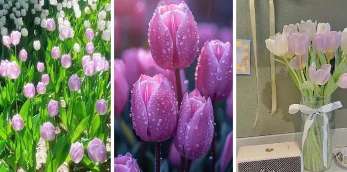 Tuyển chọn bộ sưu tập hình nền hoa tulip tím lãng mạn