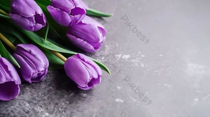 Tải miễn phí Hoa Tulip Màu Tím Thanh Lịch Nằm Trên Nền Màu Xám Có Kết Cấu  Nền | JPG chuyên nghiệp - Pikbest