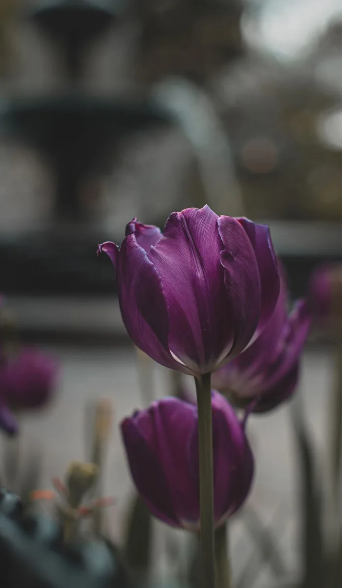 50+ hình nền hoa tulip cho điện thoại đẹp & ý nghĩa (Full-HD, 4K)