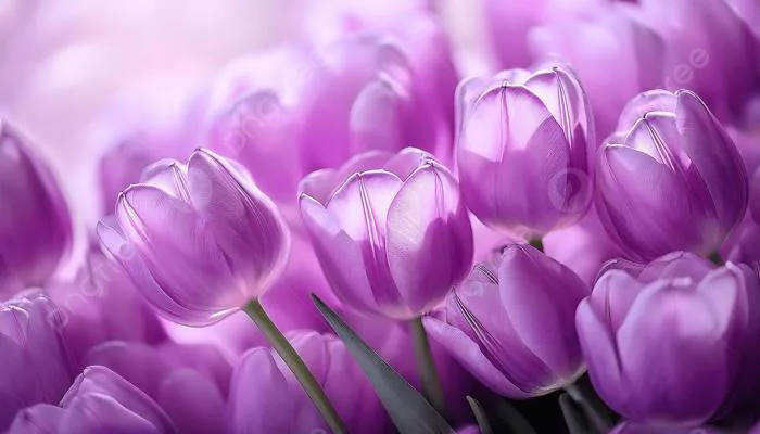Hoa Tulip Tím Tinh Tế Trong ánh Sáng Dịu Nhẹ Ảnh Và Hình ảnh Để Tải Về Miễn  Phí - Pngtree