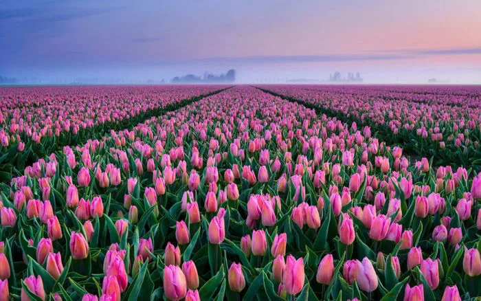 Tổng Hợp Hình Nền Hoa Tulip đẹp Nhất Năm 2025