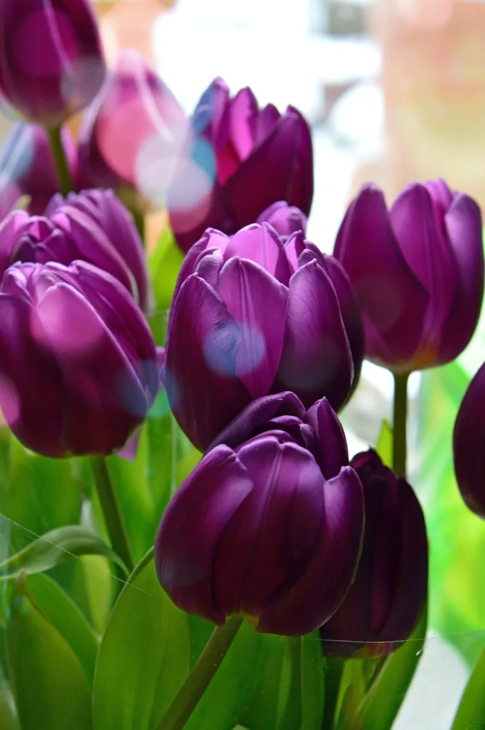 hình ảnh : Hoa tulip, màu tím, lý lịch, Bouquet, thiên nhiên, đen, Bó, màu  xanh lá, sắc đẹp, vẻ đẹp, Mùa xuân, bị cô lập, Đỏ, trắng, tự nhiên, Đầy màu