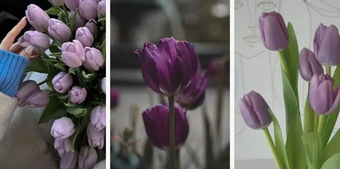 Tuyển chọn bộ sưu tập hình nền hoa tulip tím lãng mạn