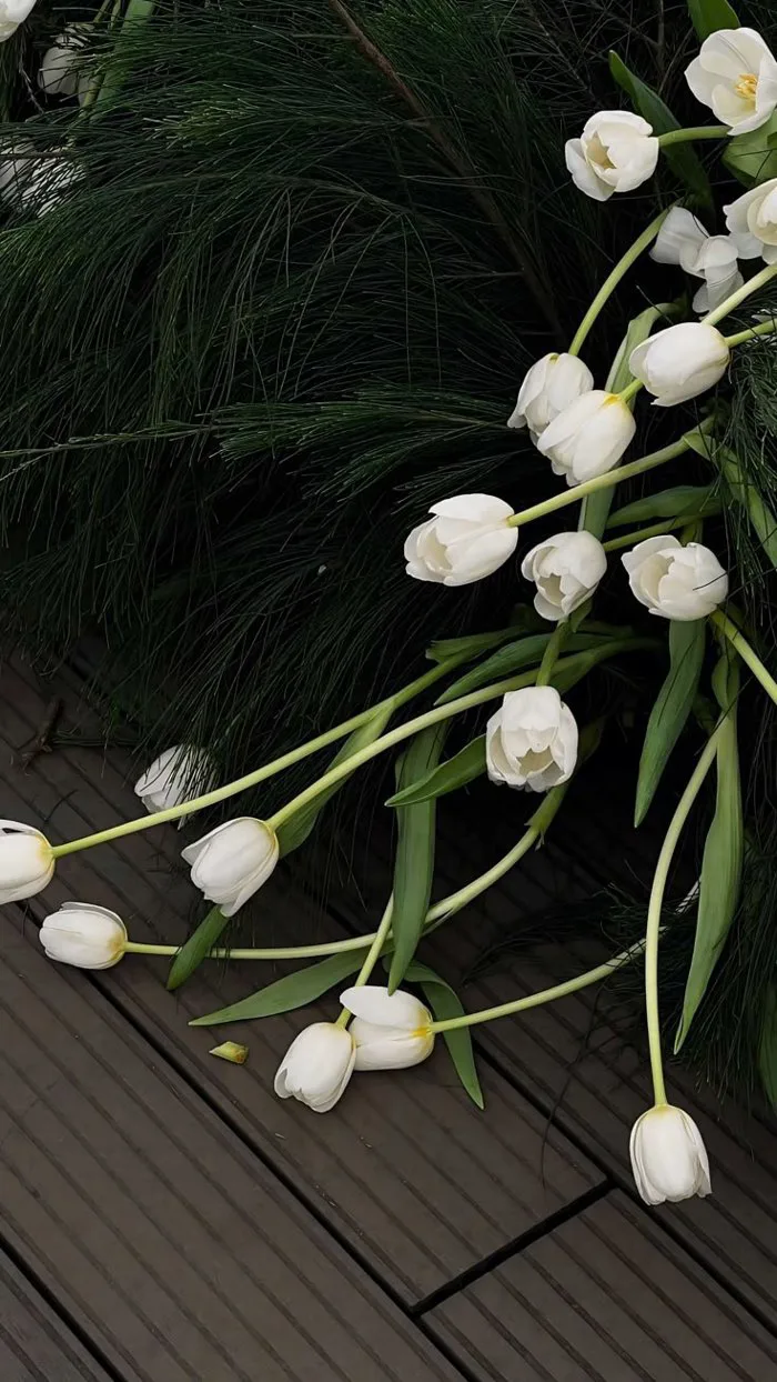 hinh-nen-hoa-tulip-trang-1