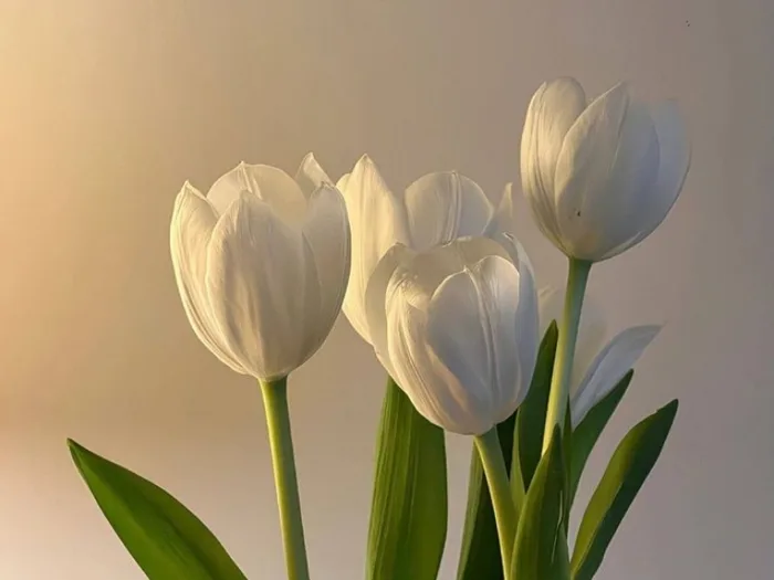 Tải 41+ hình nền hoa Tulip chill đẹp chất lượng 4K miễn phí