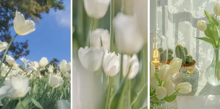 Tổng hợp hình nền hoa tulip trắng thanh khiết đẹp nhất cho điện thoại