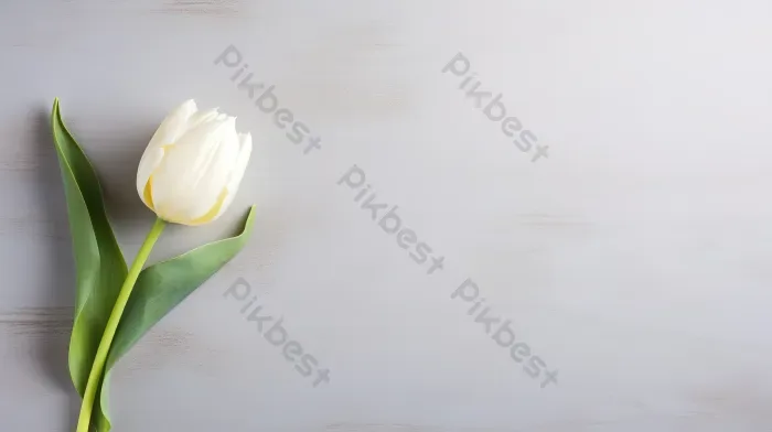600,000+ Hình Nền Hoa Tulip Trang | Tải Nền Wallpaper & Banner Miễn Phí -  Pikbest