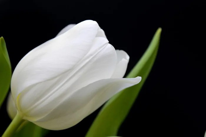 90000+ Hình Nền Hoa Tulip & ảnh Thiên Nhiên miễn phí - Pixabay